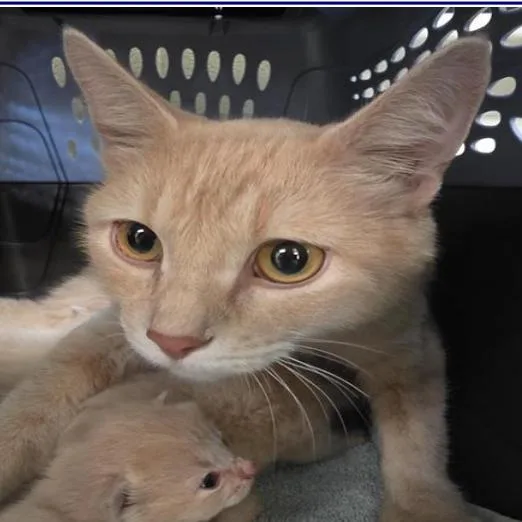 An adult small-sized female Cream / Ivory Domestic Short Hair cat named Spooky for adoption in Grantsville, UT