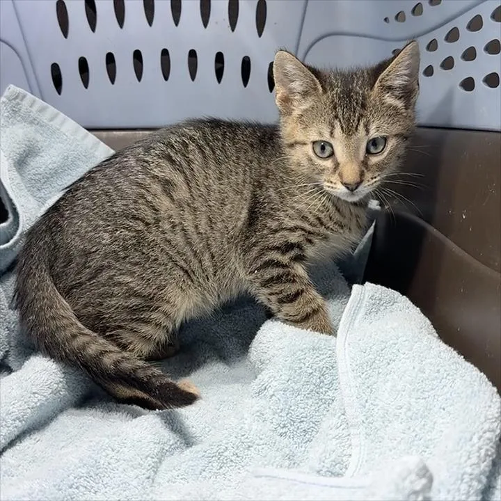 A baby small-sized male Domestic Short Hair cat named Gold for adoption in Cumming, GA