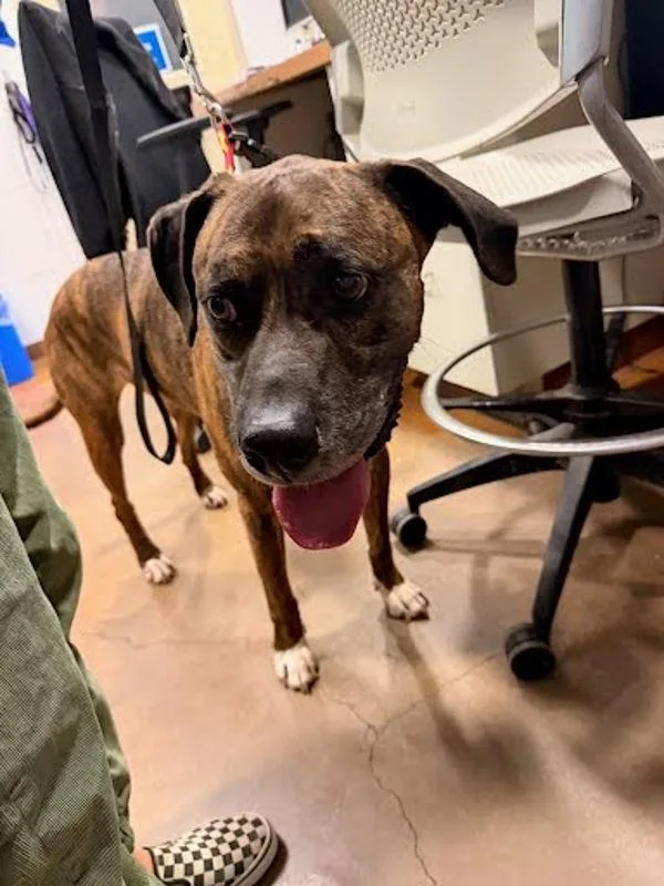 An adult large-sized male Boxer dog named Bodi for adoption in Austin, TX