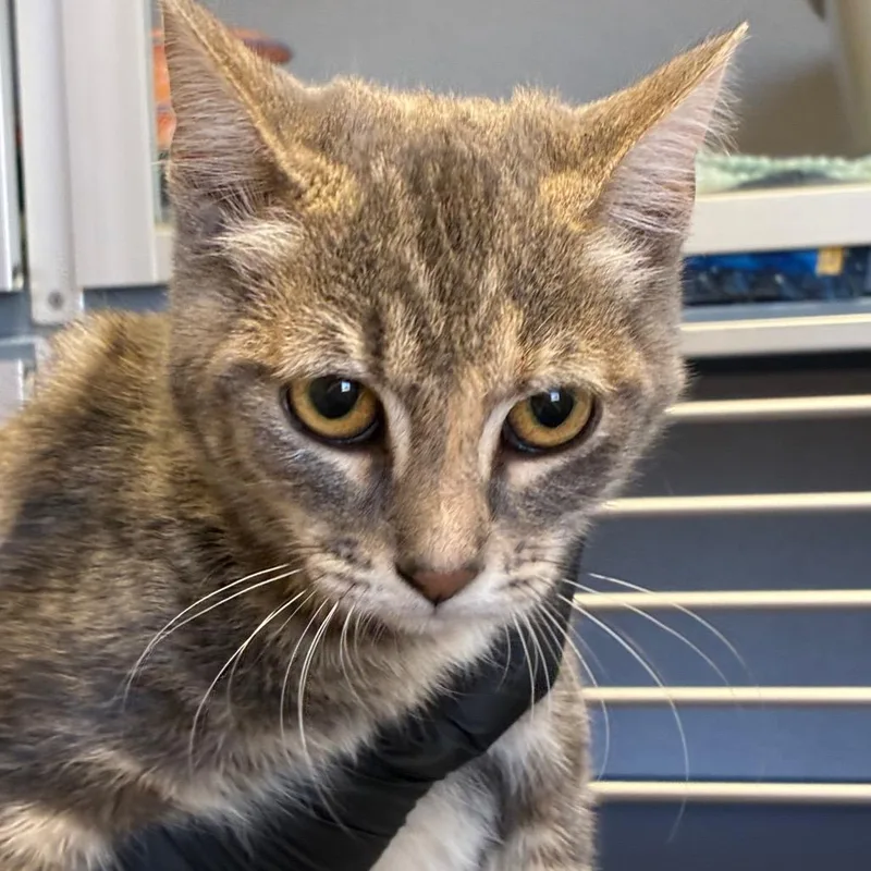 A baby small-sized female Lilac Point Domestic Short Hair cat named Lucky Louise for adoption in Santa Barbara, CA