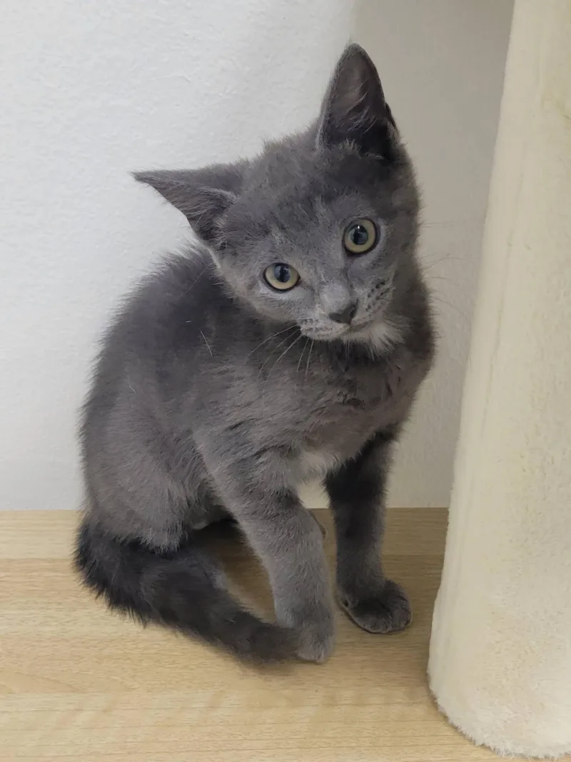 A baby medium-sized female Gray / Blue / Silver Russian Blue cat named Suzi for adoption in LaPlace, LA