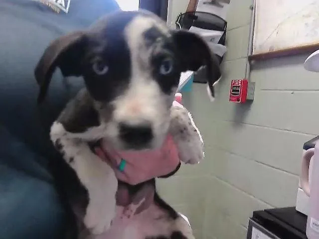 A baby small-sized male Pit Bull Terrier dog named Kamdon for adoption in Tulsa, OK