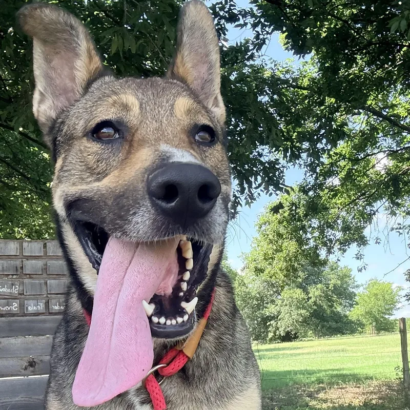 A young large-sized male German Shepherd Dog dog named Ringo for adoption in Justin, TX