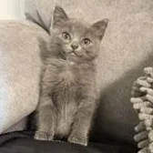 A baby medium-sized male Gray / Blue / Silver Domestic Short Hair cat named Valdez for adoption in Richmond, VA