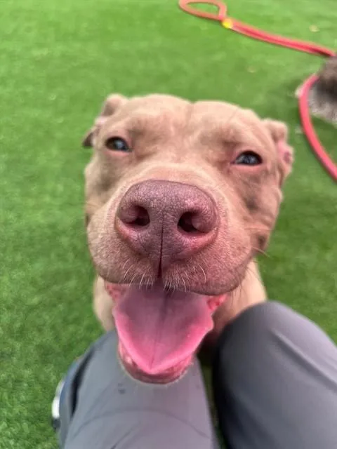An adult medium-sized male Mixed Breed dog named Jacky Jax for adoption in Jacksonville, FL