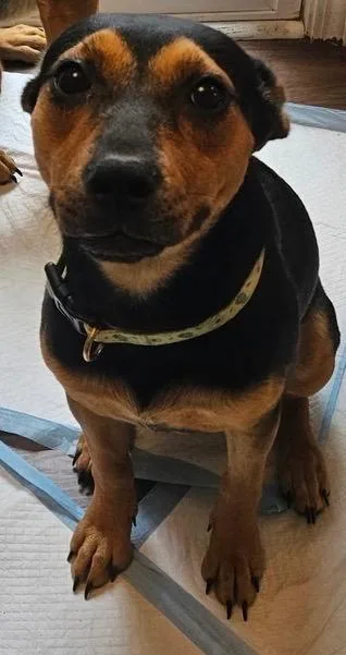 Shiloh