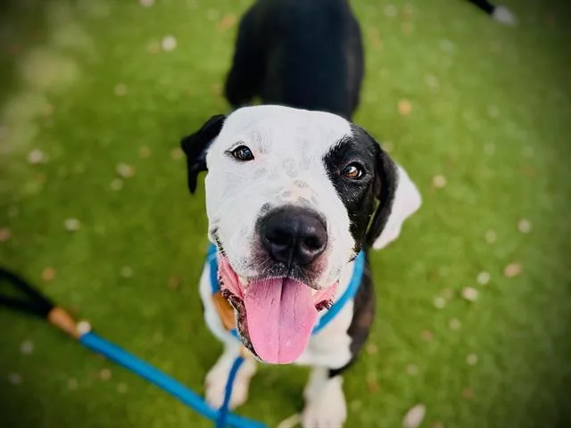 An adult medium-sized female Pit Bull Terrier dog named Berry for adoption in Orlando, FL