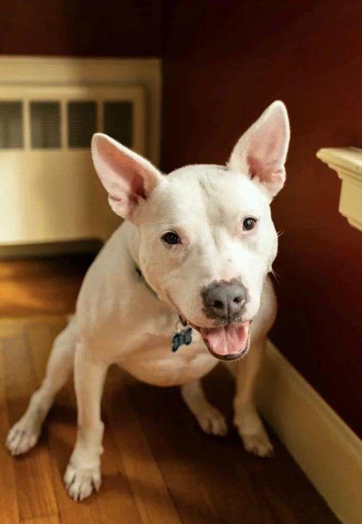 Wanda  Local thumbnail 2