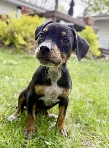A baby medium-sized female Terrier dog named Nadja for adoption in North Prairie, WI
