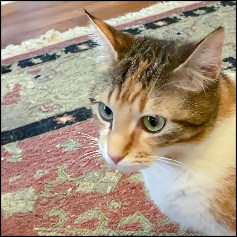 An adult medium-sized female Calico Domestic Short Hair cat named Vanessa for adoption in Roswell, GA