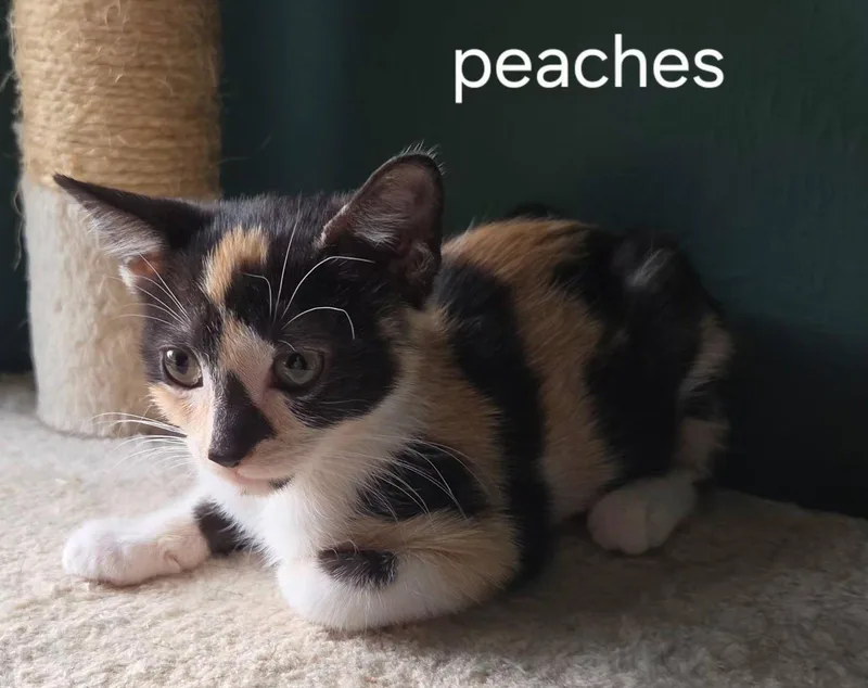 A baby medium-sized female Domestic Short Hair cat named Peaches for adoption in Oviedo, FL