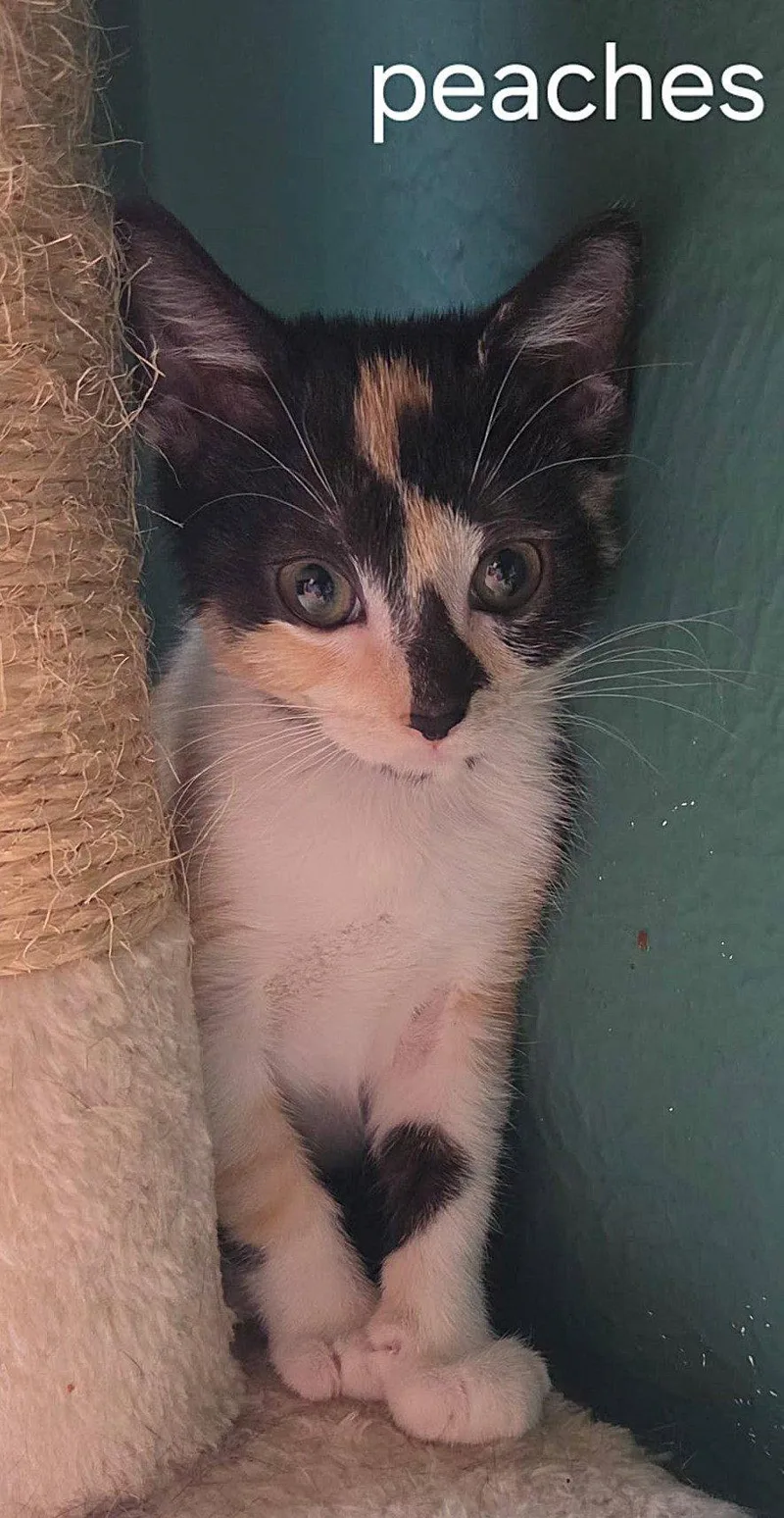 Peaches thumbnail 2
