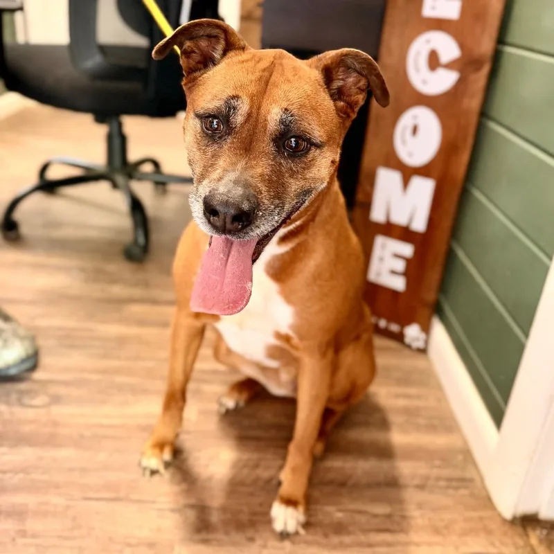 A senior large-sized female Brown / Chocolate Boxer dog named Daisy Mae for adoption in Evensville, TN