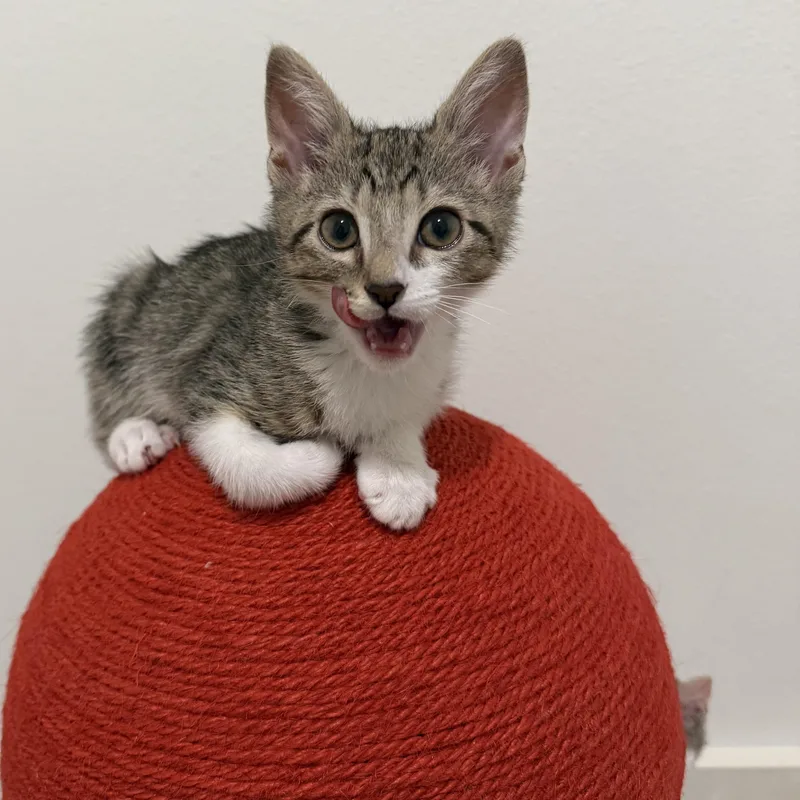 A baby medium-sized male Tabby (Brown / Chocolate) Domestic Short Hair cat named Luigi for adoption in Maple Valley, WA