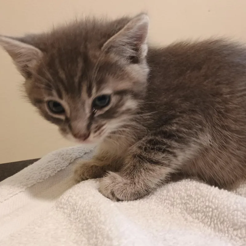 A baby small-sized male Gray / Blue / Silver Domestic Short Hair cat named Esquite for adoption in Pasadena, CA