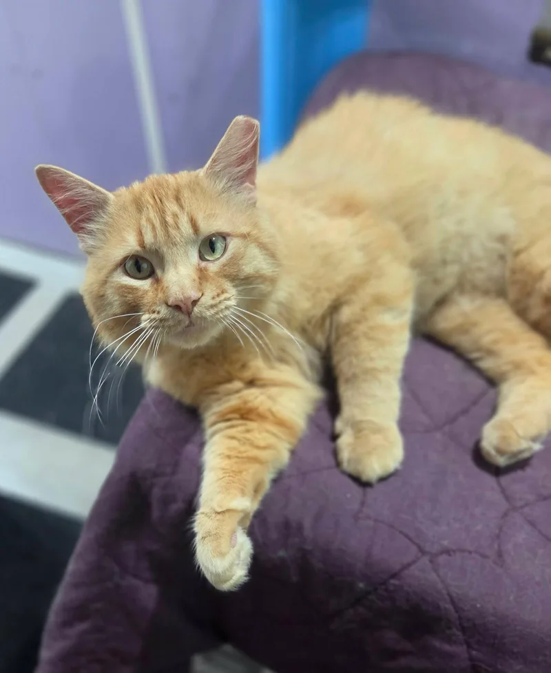 An adult small-sized male Tabby cat named O'Mally for adoption in Mankato, MN