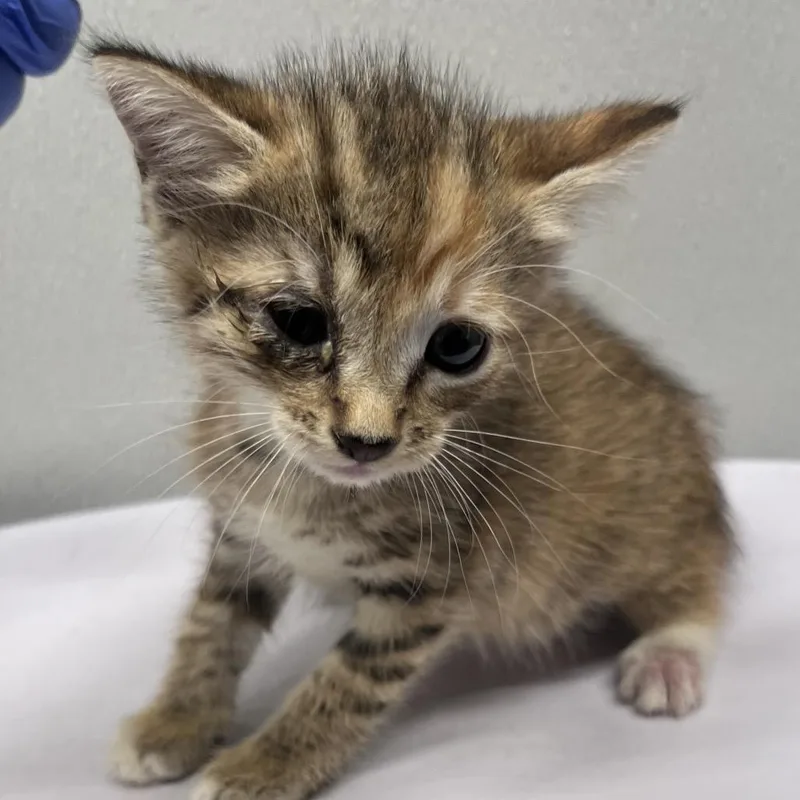 A baby small-sized female Buff / Tan / Fawn Domestic Short Hair cat named Fawn for adoption in Tampa, FL