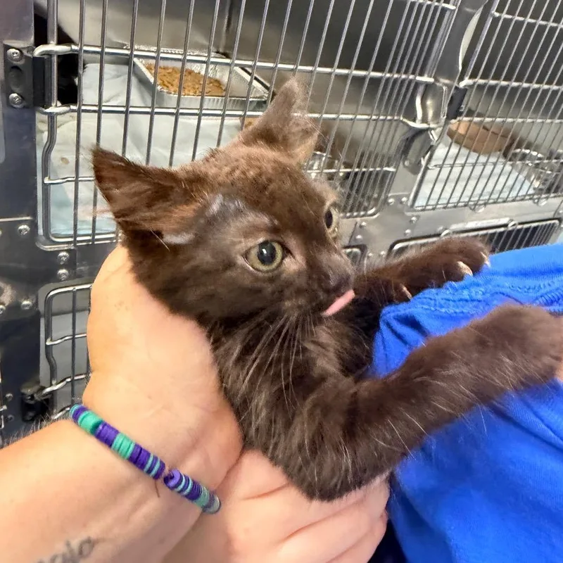 A baby small-sized female Black Domestic Short Hair cat named Incineroar for adoption in Greensboro, NC