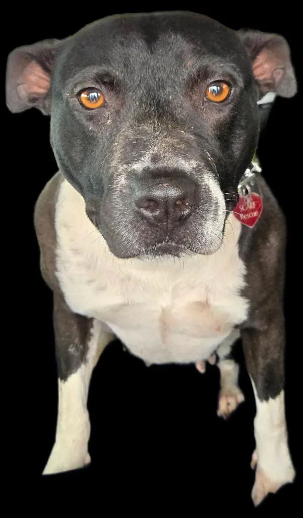An adult medium-sized female Pit Bull Terrier dog named Magnolia for adoption in Junction, TX