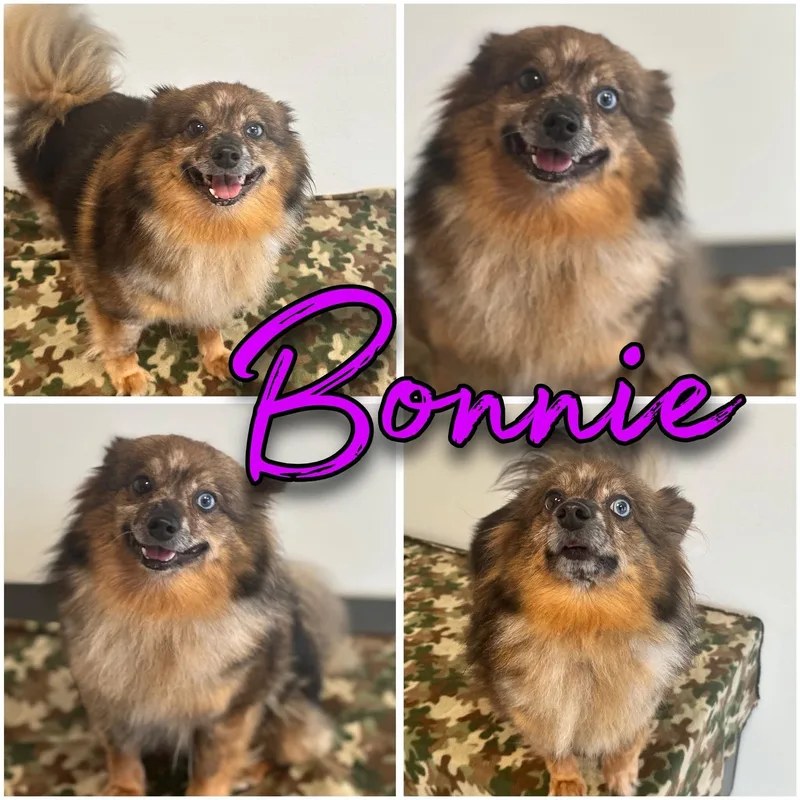 An adult small-sized female Pomeranian dog named Bonnie for adoption in Hatfield, PA