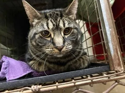 An adult small-sized male Domestic Short Hair cat named Shaggy for adoption in Honolulu, HI