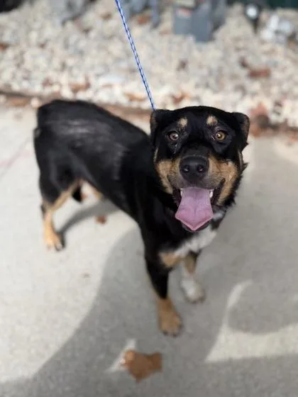 An adult medium-sized female Black Mixed Breed dog named Bridgett for adoption in Leitchfield, KY
