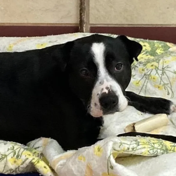 Precious thumbnail 4