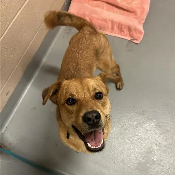 An adult medium-sized male Yellow / Tan / Blond / Fawn Mixed Breed dog named Casper for adoption in Tacoma, WA