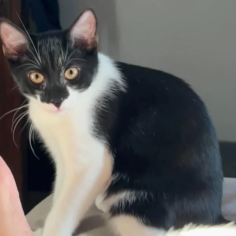 Sebastian thumbnail 3