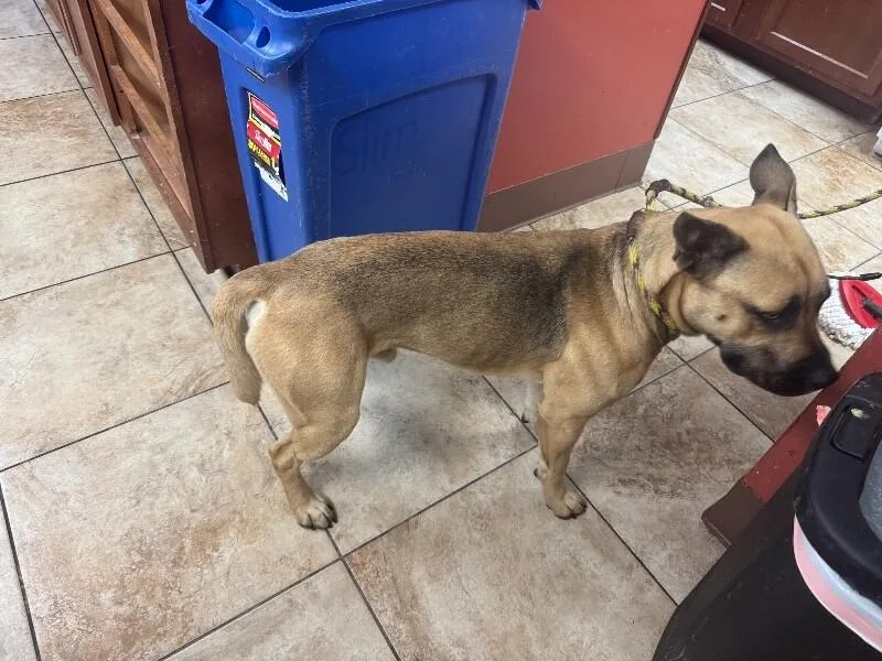 An adult large-sized male Yellow / Tan / Blond / Fawn Mixed Breed dog named Downty for adoption in Cincinnati, OH