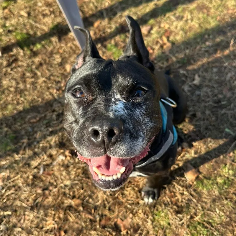 Cindy Lou Who thumbnail 3