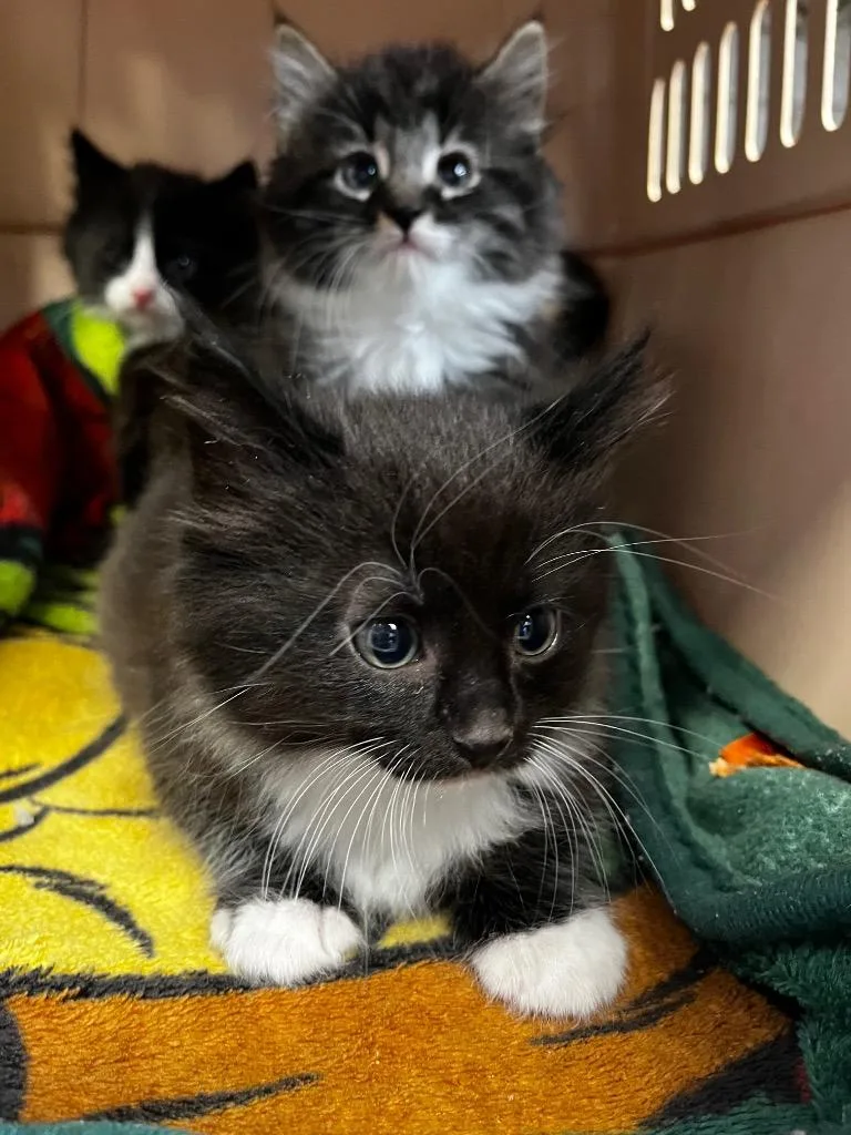 A baby medium-sized female Domestic Medium Hair cat named Queenie for adoption in Logan, UT