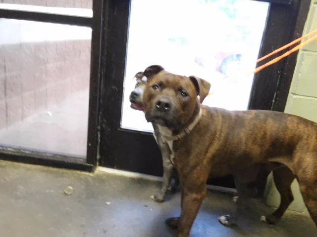 An adult large-sized male Pit Bull Terrier dog named Thunder for adoption in Tulsa, OK