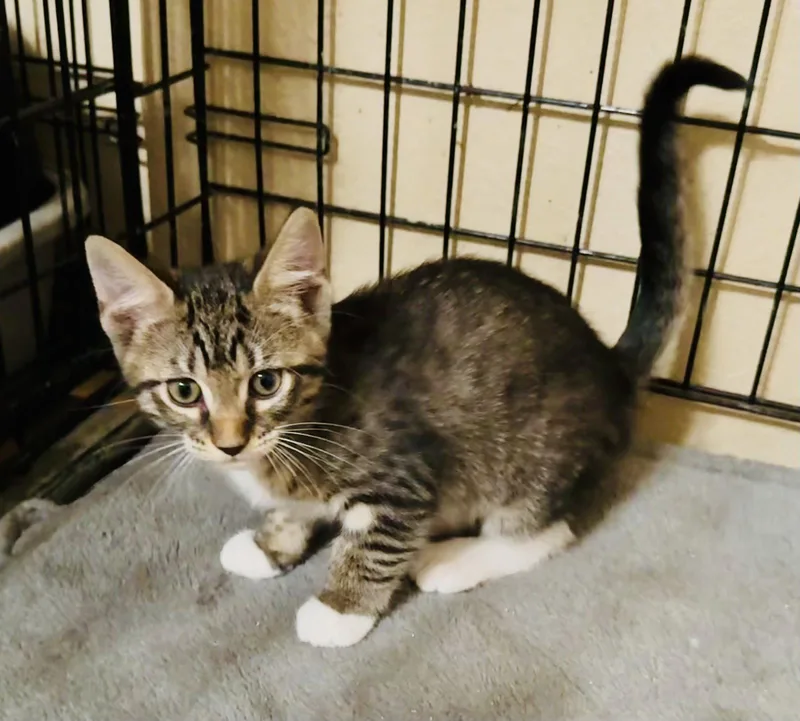 A young medium-sized male Domestic Short Hair cat named Taylor for adoption in Pensacola, FL