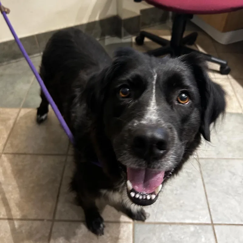 An adult medium-sized female Black Mixed Breed dog named Svetlana for adoption in Chattanooga, TN