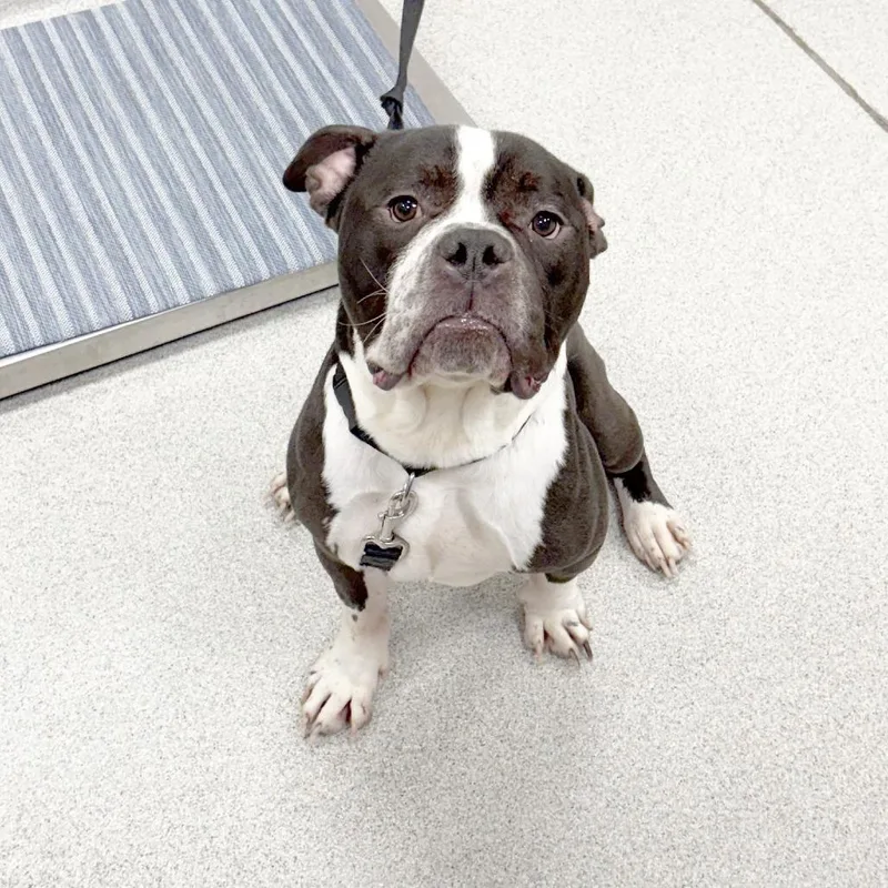An adult medium-sized male Black Mixed Breed dog named Meatlug for adoption in Franklin, TN