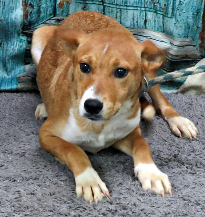 A young medium-sized male Red / Chestnut / Orange Labrador Retriever dog named Cole for adoption in Lexington, VA