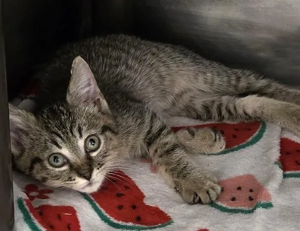 A young small-sized male Domestic Short Hair cat named Taco for adoption in North Myrtle Beach, SC