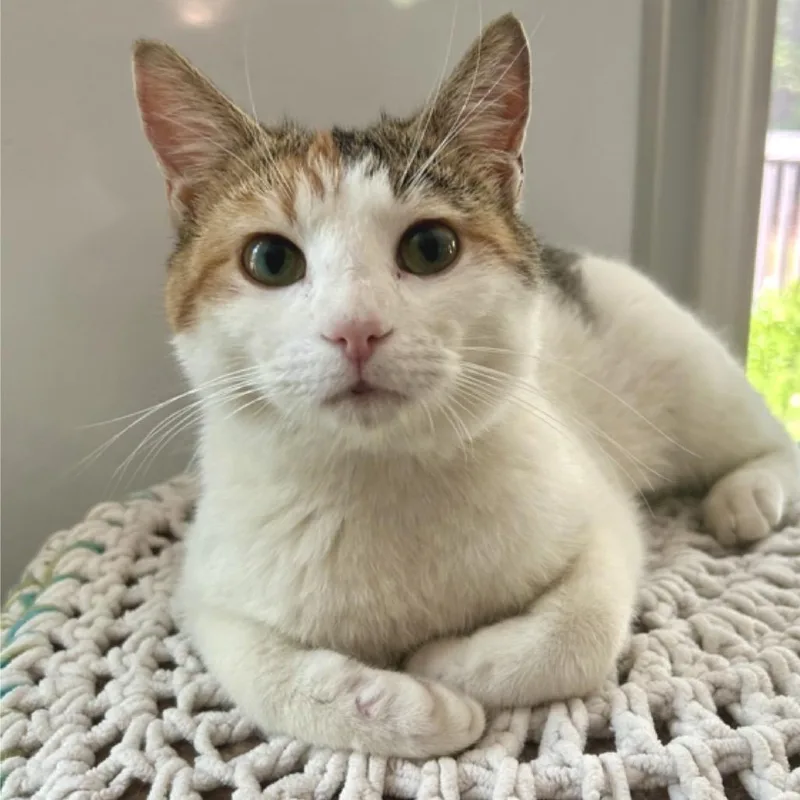 A young small-sized female Calico Domestic Short Hair cat named Theatre for adoption in Peachtree City, GA