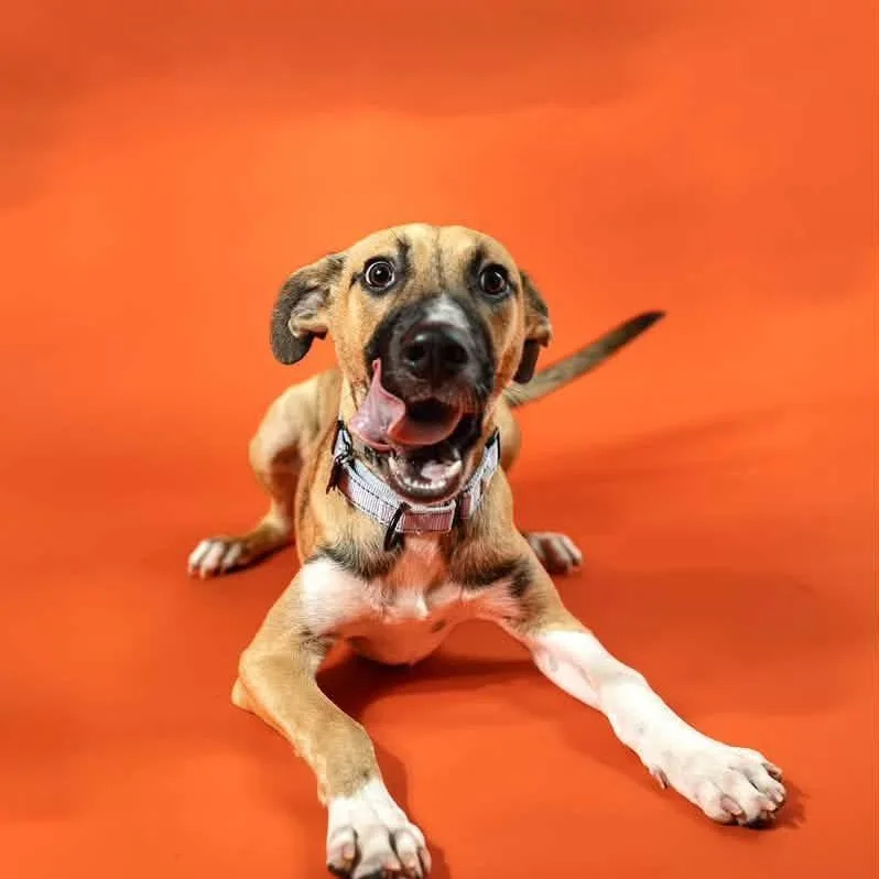 A baby medium-sized male Black Mouth Cur dog named Luigi for adoption in Houston, TX