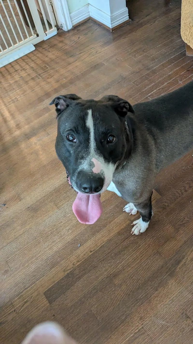 A young large-sized male American Staffordshire Terrier dog named Cyrano the Velcro for adoption in Houston, TX