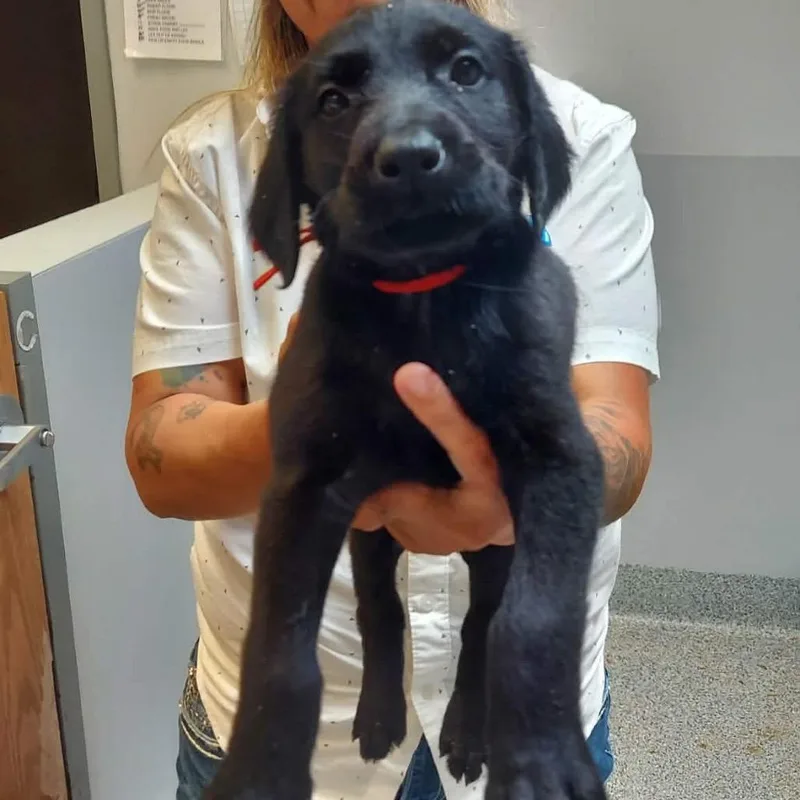 A baby large-sized male Black Doberman Pinscher dog named Blitz for adoption in Wichita, KS