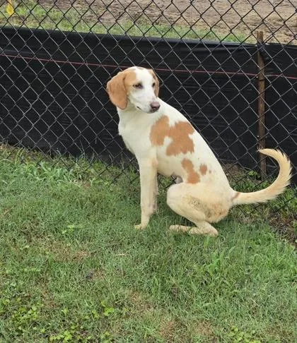 Daisy