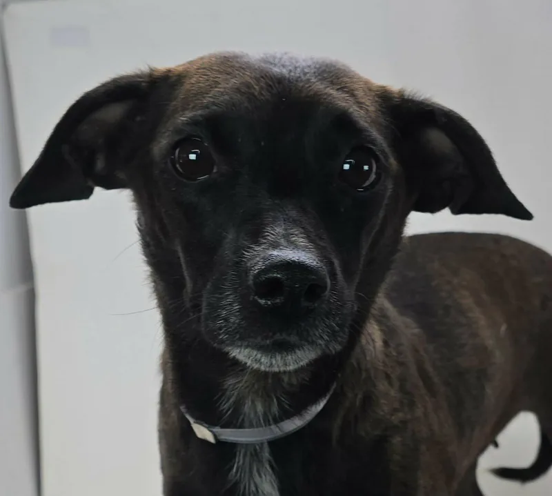 A young small-sized female Brindle Chiweenie dog named Hazel for adoption in Newport, TN
