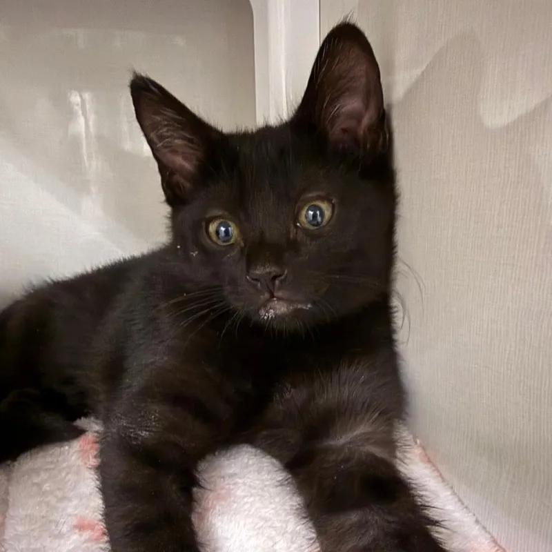 A baby small-sized female Black Domestic Short Hair cat named Dahlia for adoption in Redwood City, CA