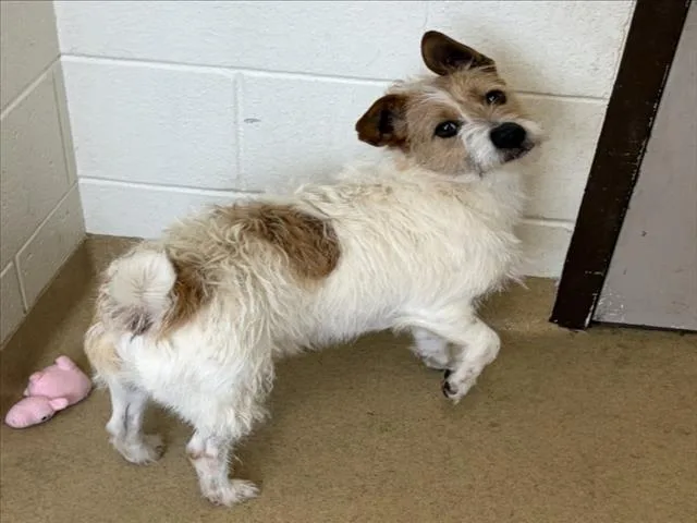 A young small-sized male Fox Terrier dog named Cairo for adoption in Derwood, MD