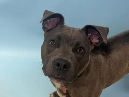 An adult large-sized female Pit Bull Terrier dog named Sapphire for adoption in Woodbury, MN