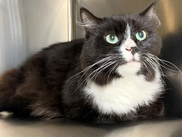 An adult small-sized male Domestic Long Hair cat named Bill for adoption in Santa Rosa, CA