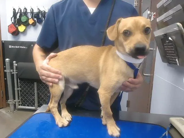 A young small-sized male Chihuahua dog named Hatter for adoption in Phoenix, AZ