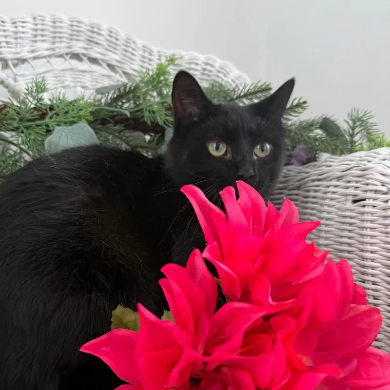 An adult small-sized male Black Domestic Short Hair cat named Luke Charlie for adoption in Eaton Rapids, MI
